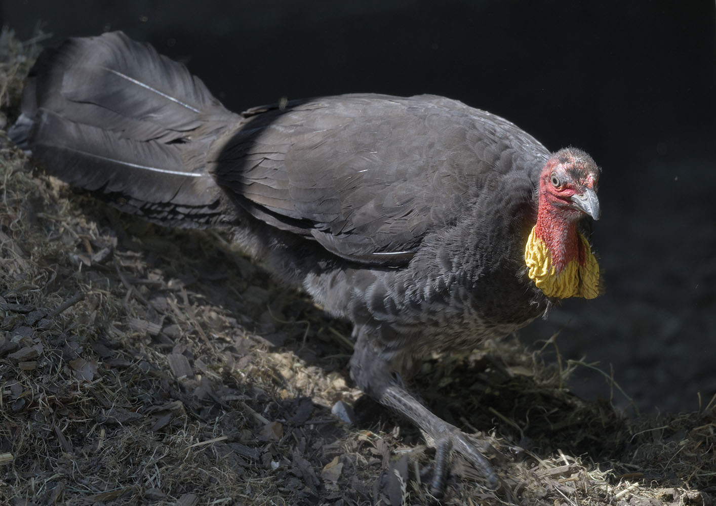 Bush turkey nest maintenance
