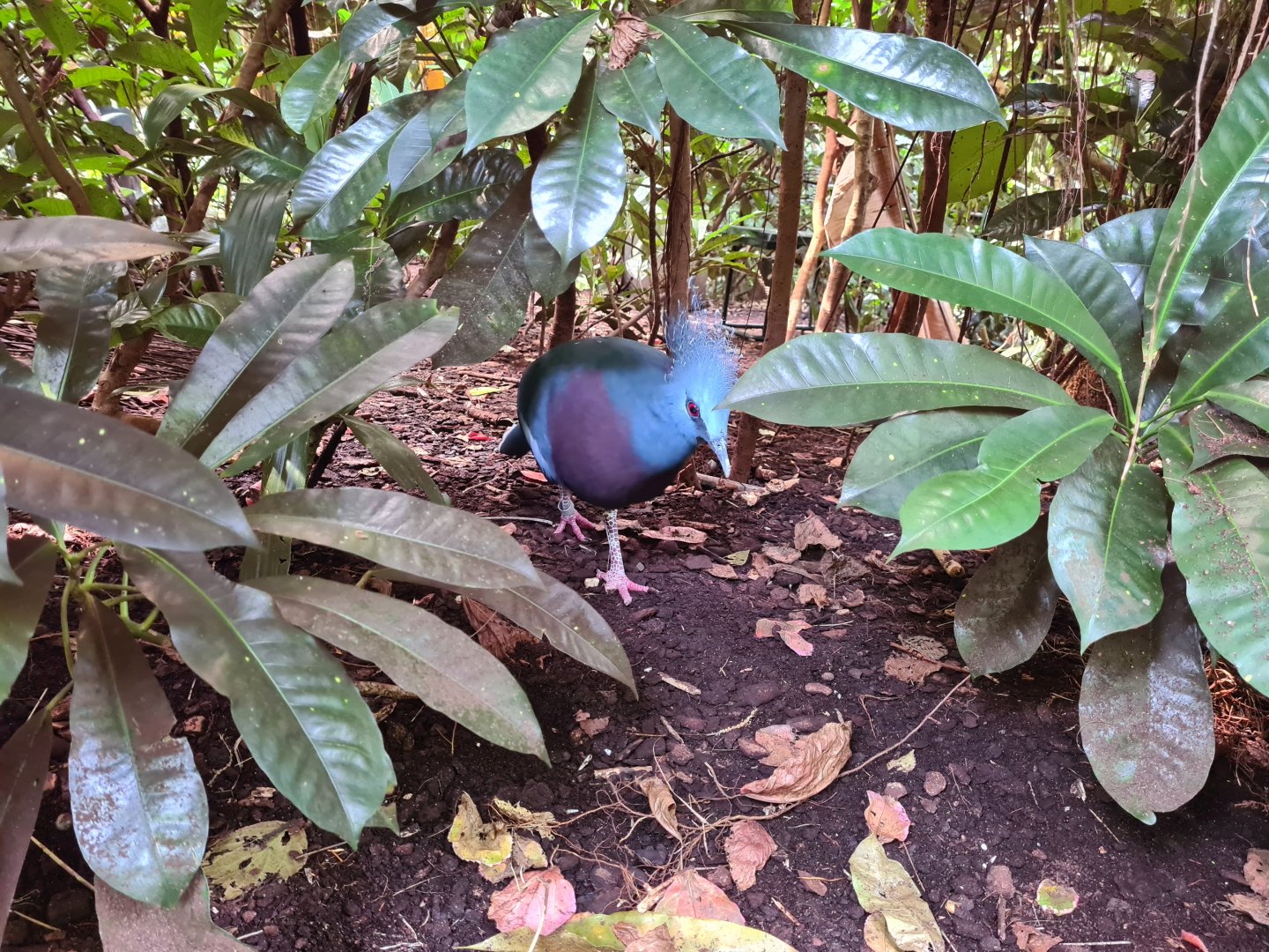 Bush - Victoria crowned pigeon