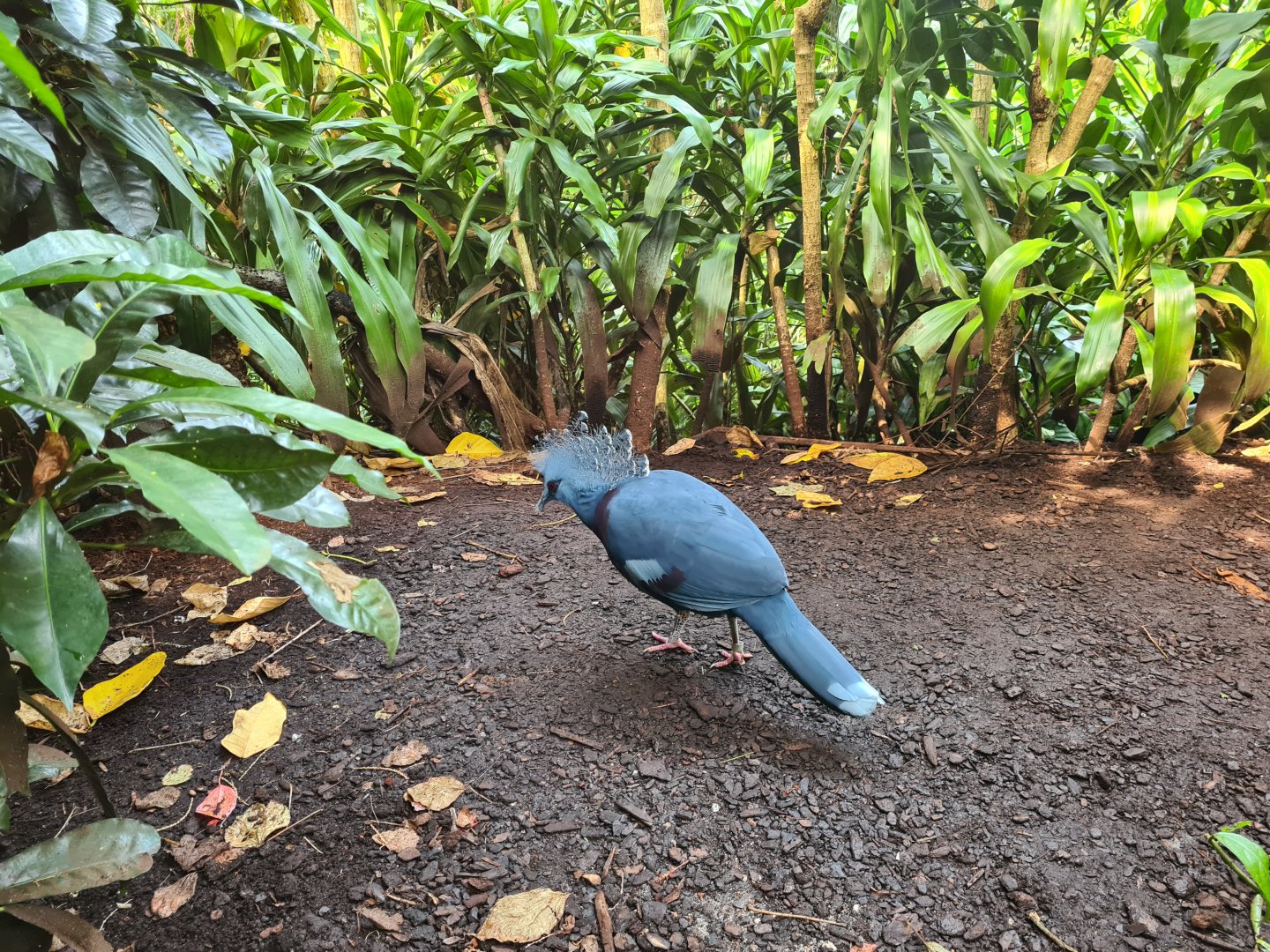 Bush - Victoria crowned pigeon