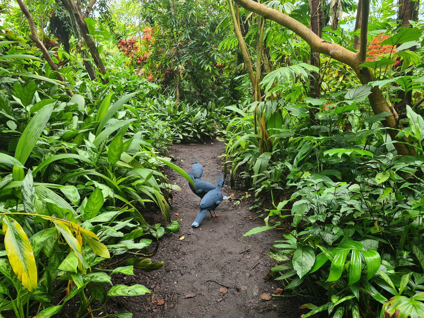 Bush - Victoria crowned pigeons