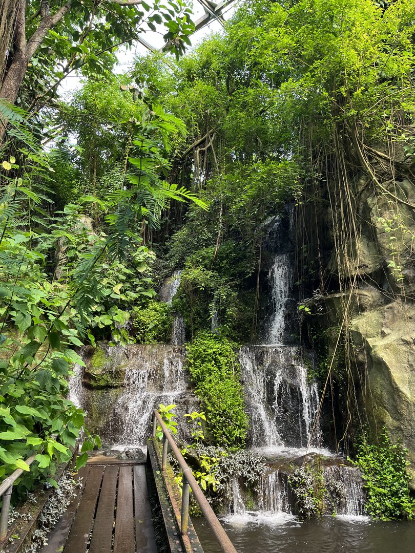 Bush- Waterfall 6.7.23