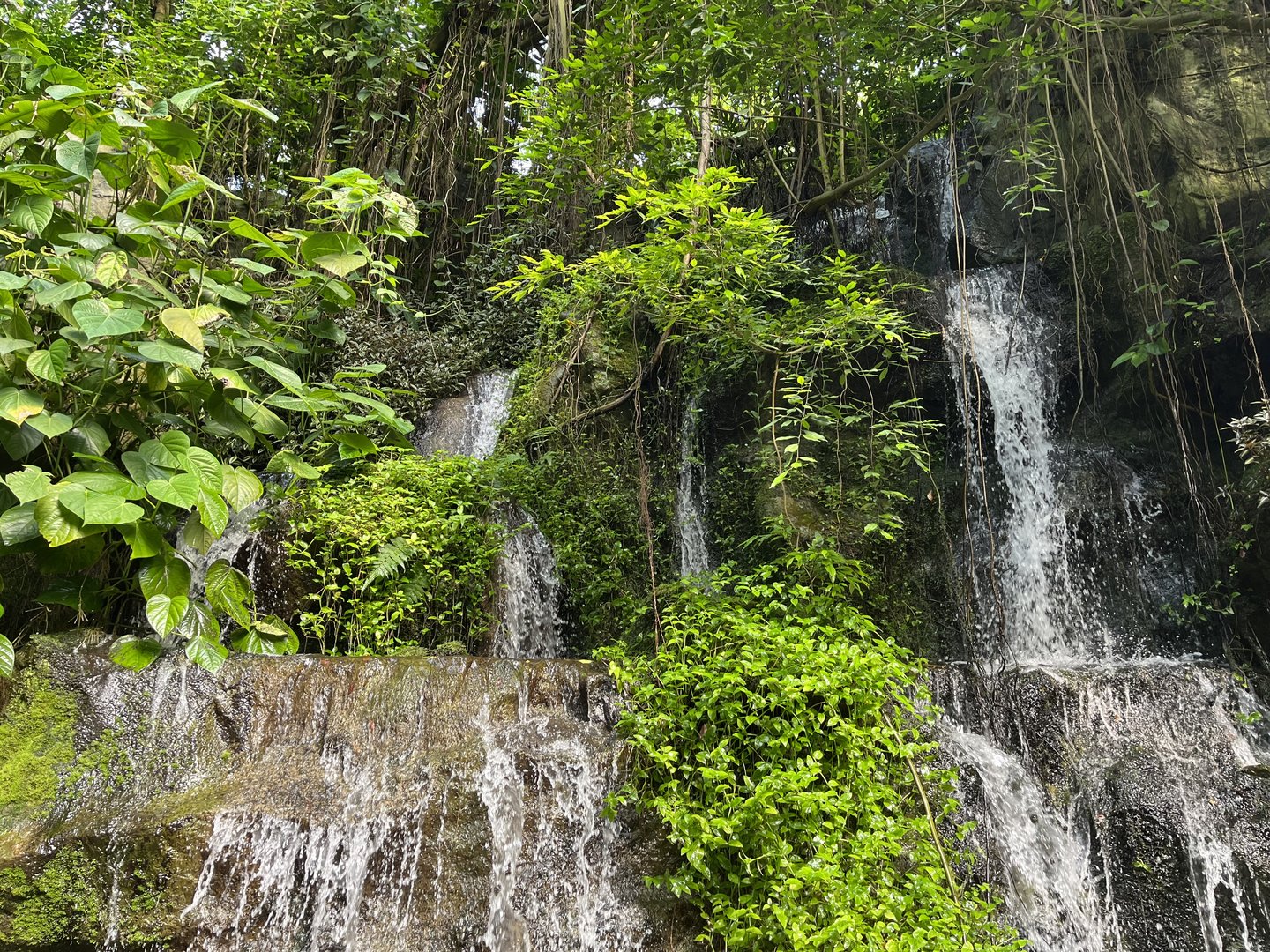 Bush- Waterfall 6.7.23