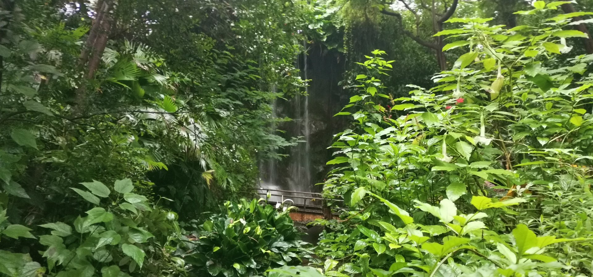 Bush Waterfall