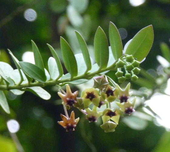 Bush waxflower (Hoya cumingiana)
