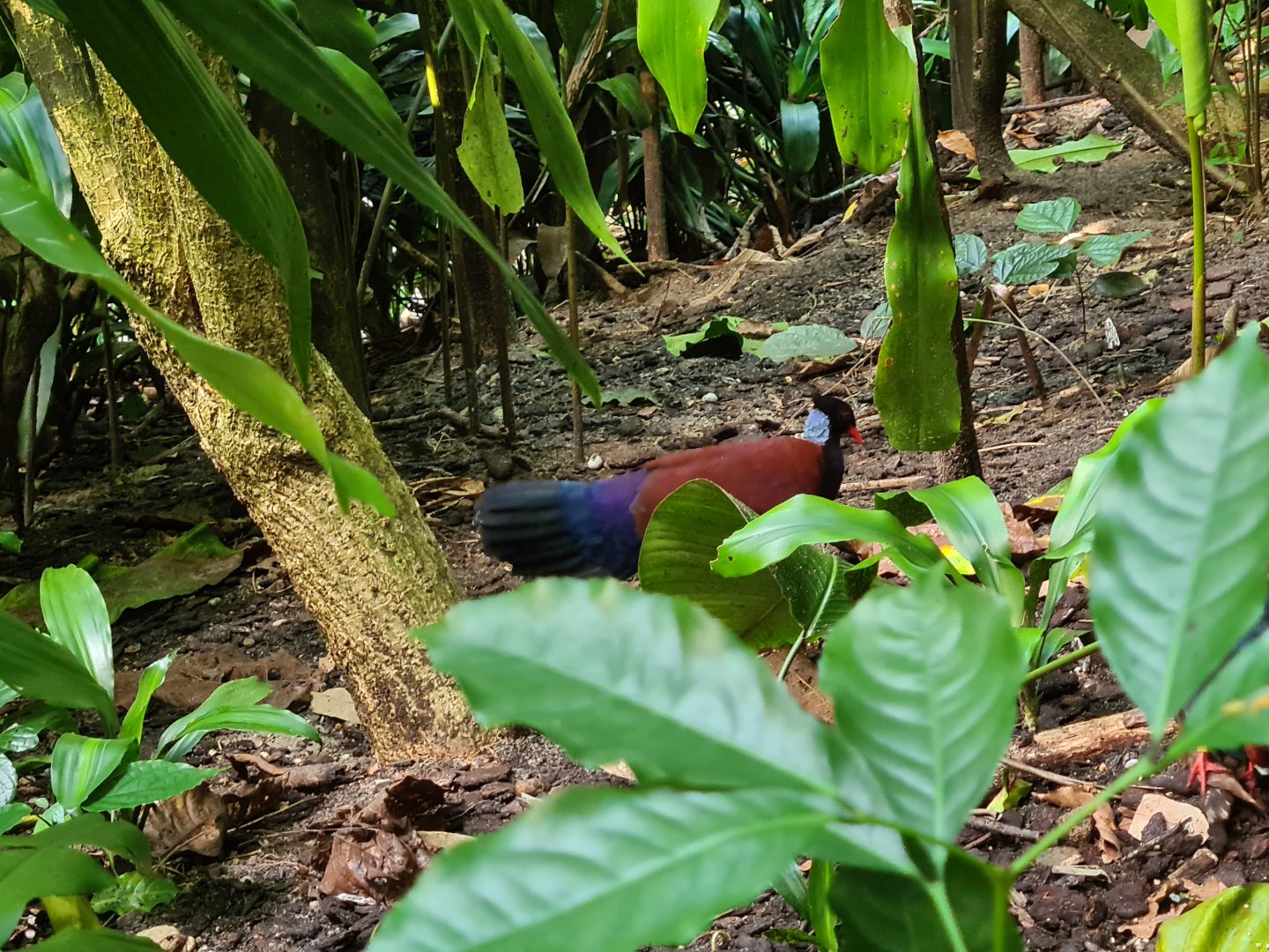 Bush - White-naped pheasant pigeon