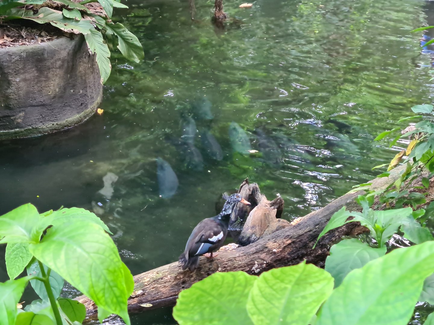 Bush - White-winged wood duck + school of pacu
