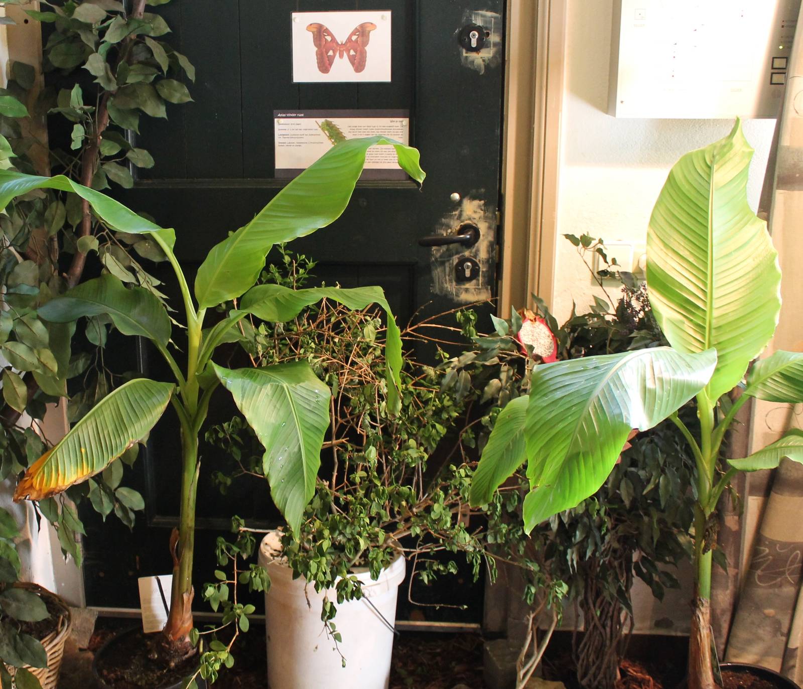 Bush with living caterpillars