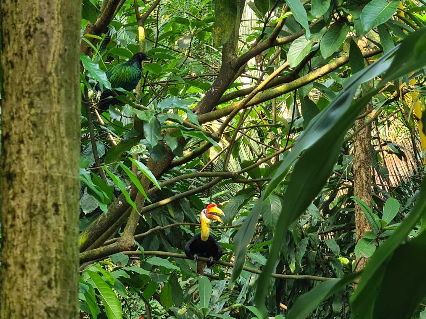 Bush - Wreathed hornbill, Nicobar pigeon & Scarlet ibis