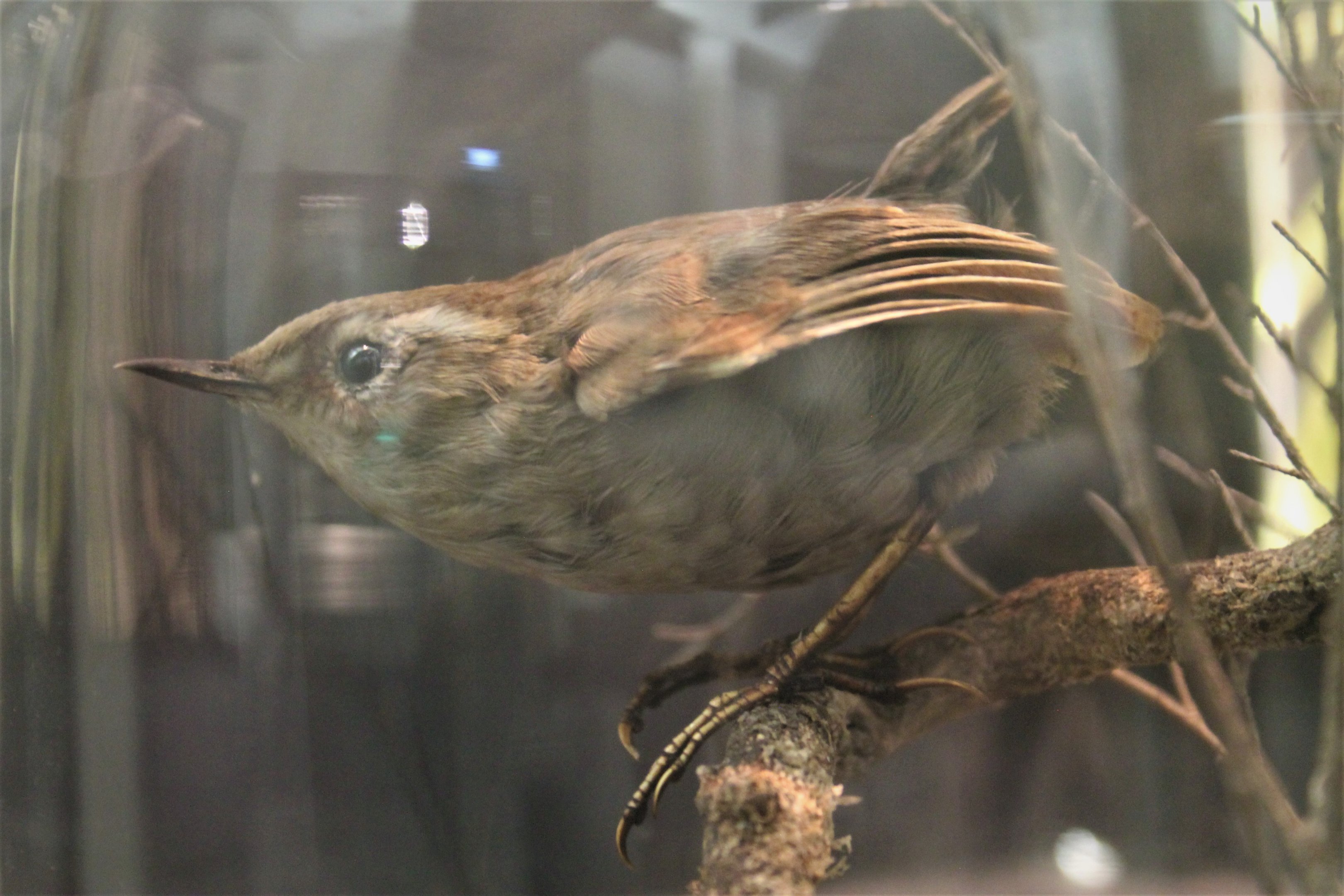 Bush Wren (Xenicus longipes)