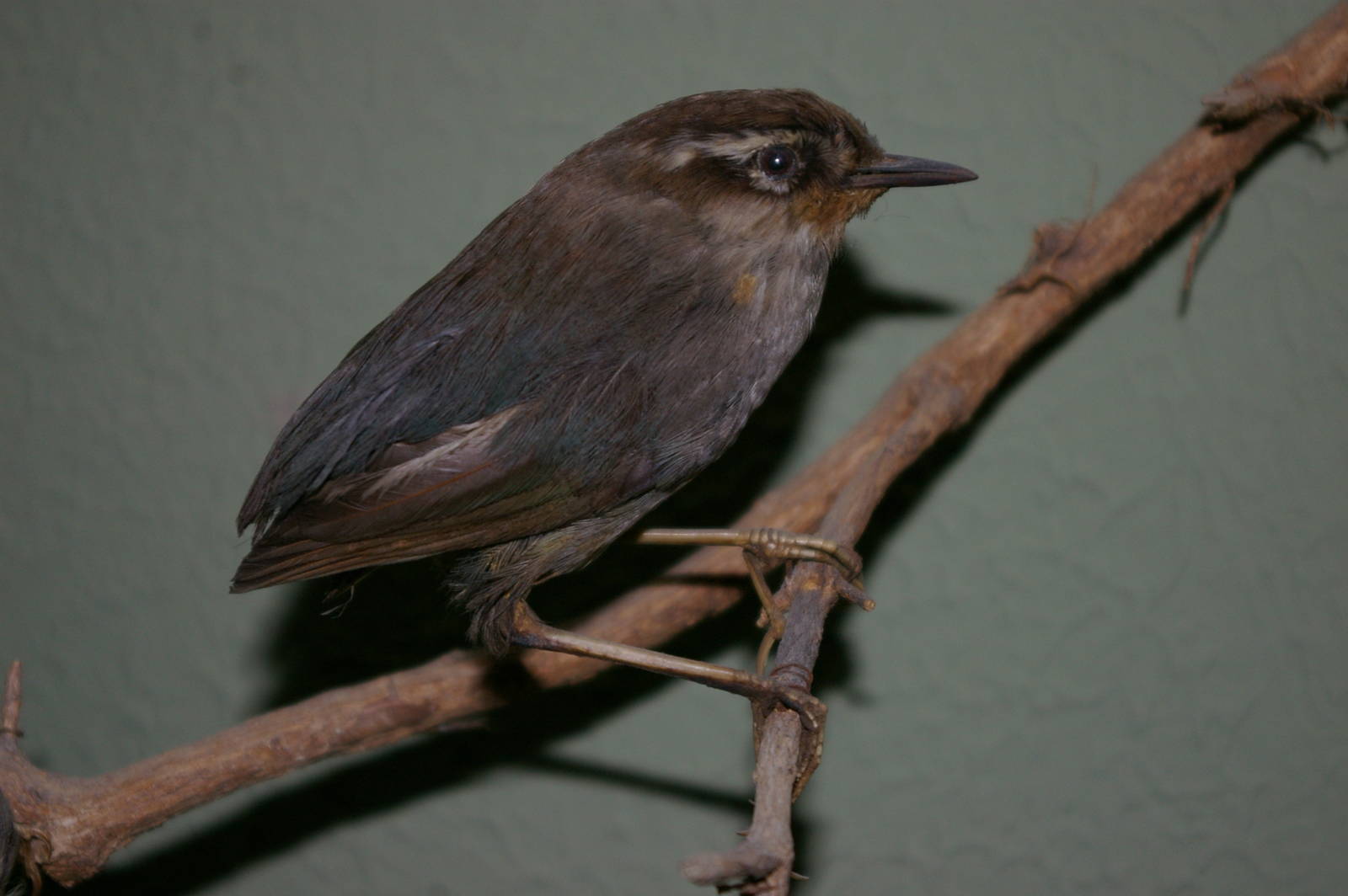 bush wren (Xenicus longipes)
