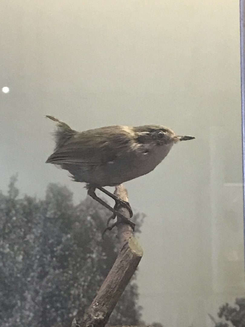 Bush wren