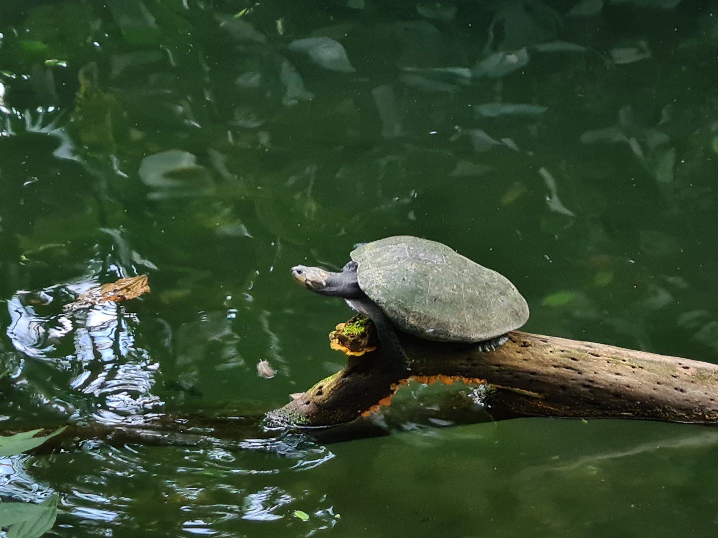 Bush - Yellow-spotted amazon river turtle