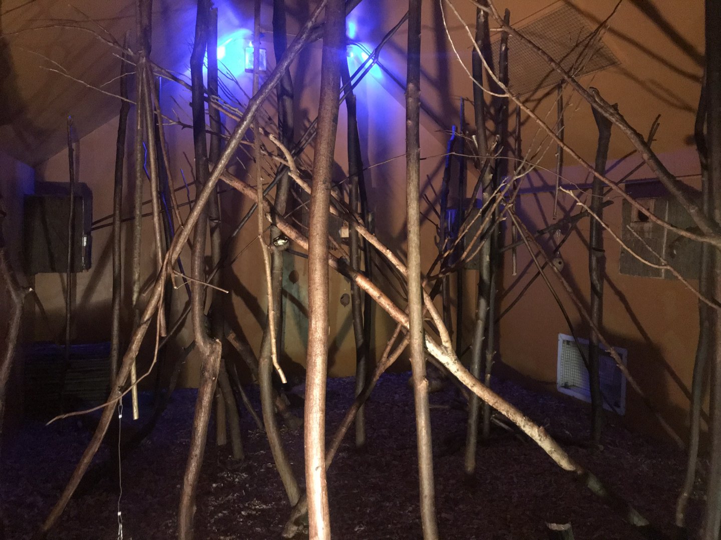 Bushbaby and Brush-tailed porcupine exhibit 080818