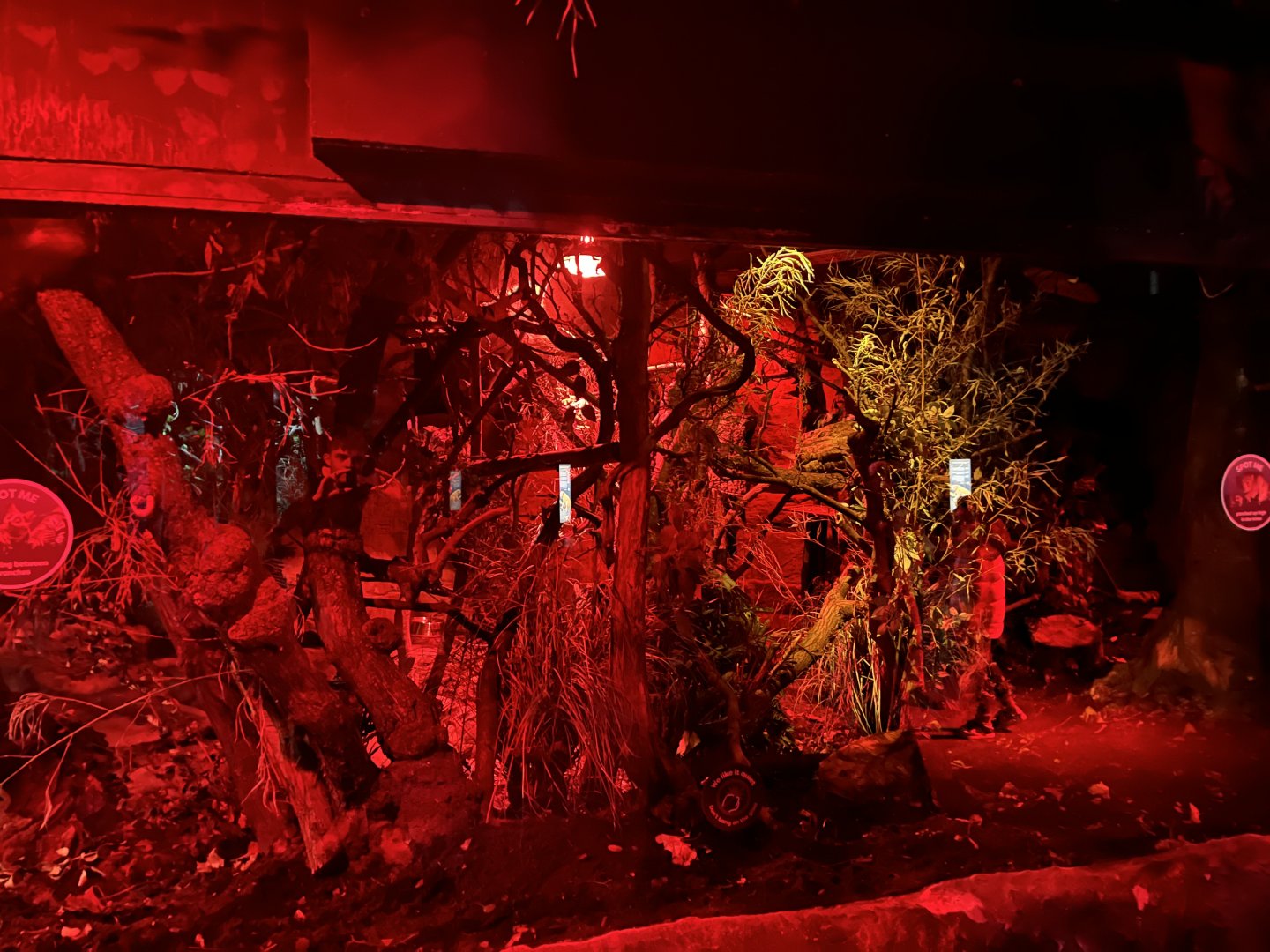 Bushbaby and Potto enclosure 11.2.25