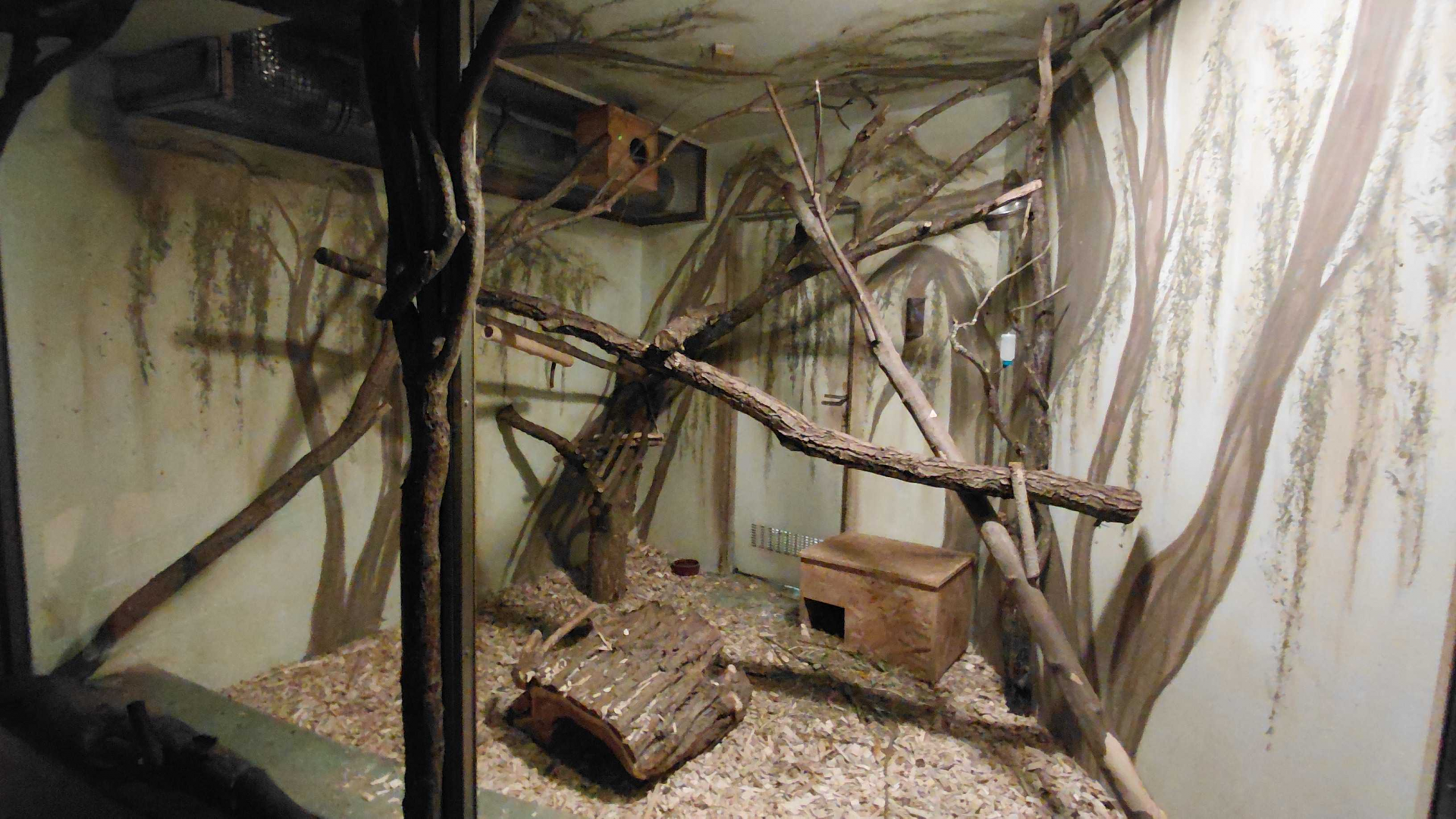 Bushbaby + Malagasy giant rat exhibit