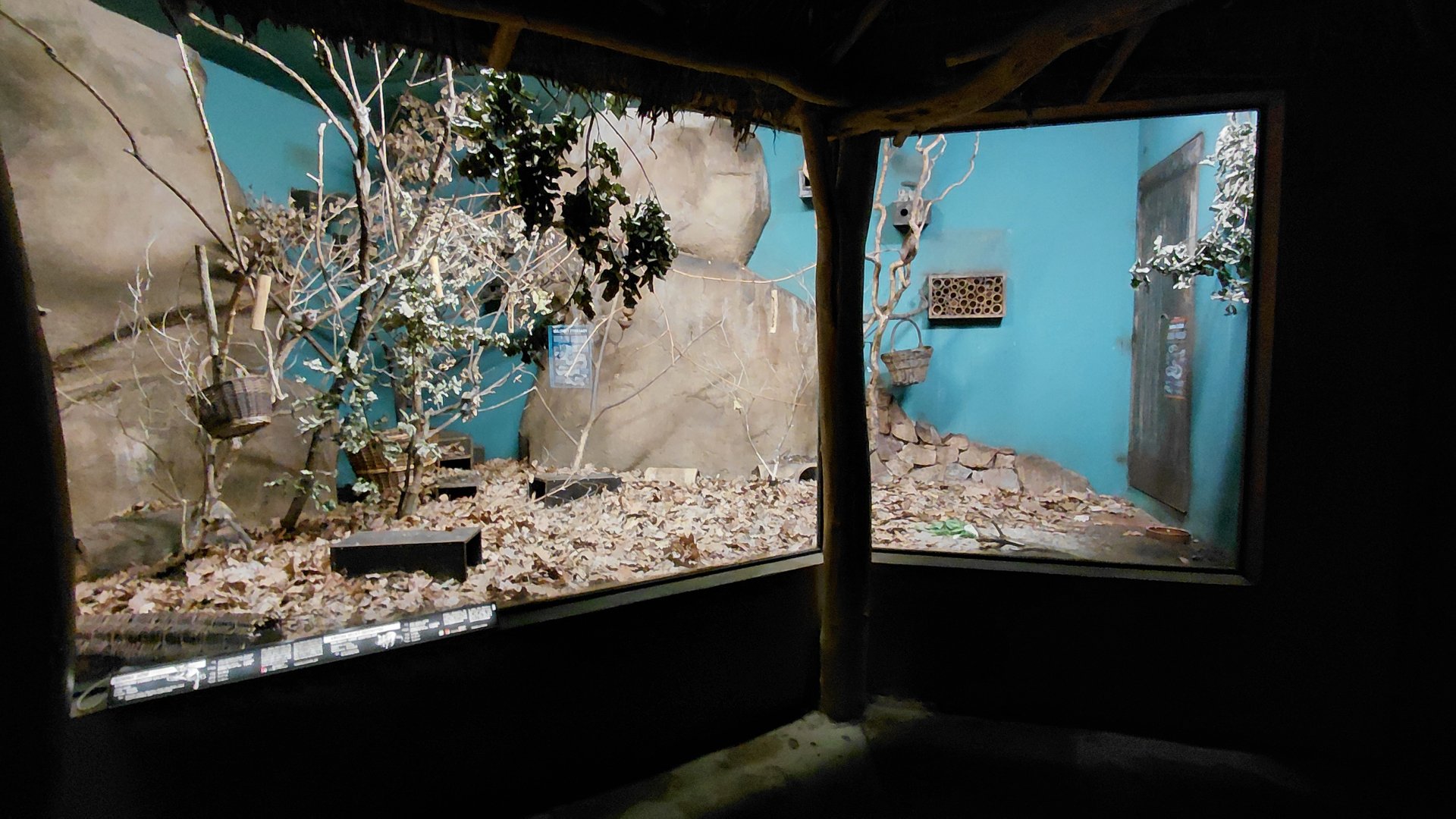 Bushbaby + votsosa exhibit