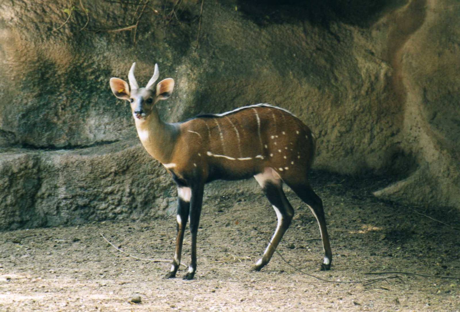 Bushbock, Gladys Porter Zoo Brownsville