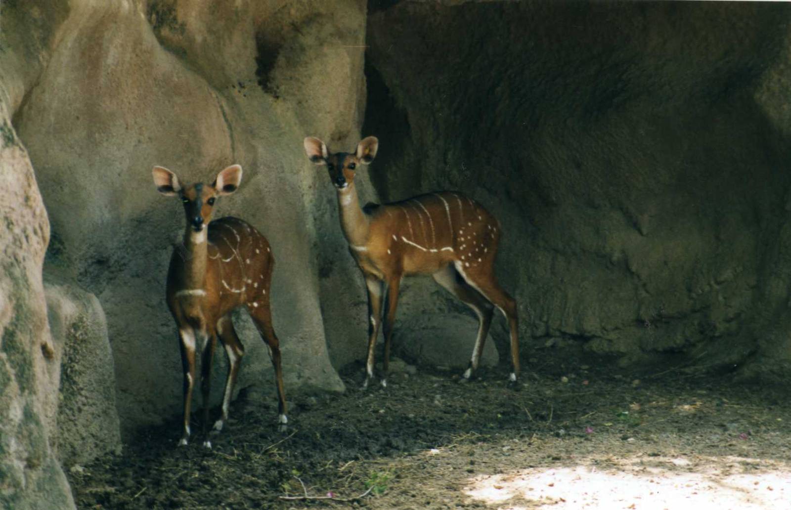 Bushbok Females