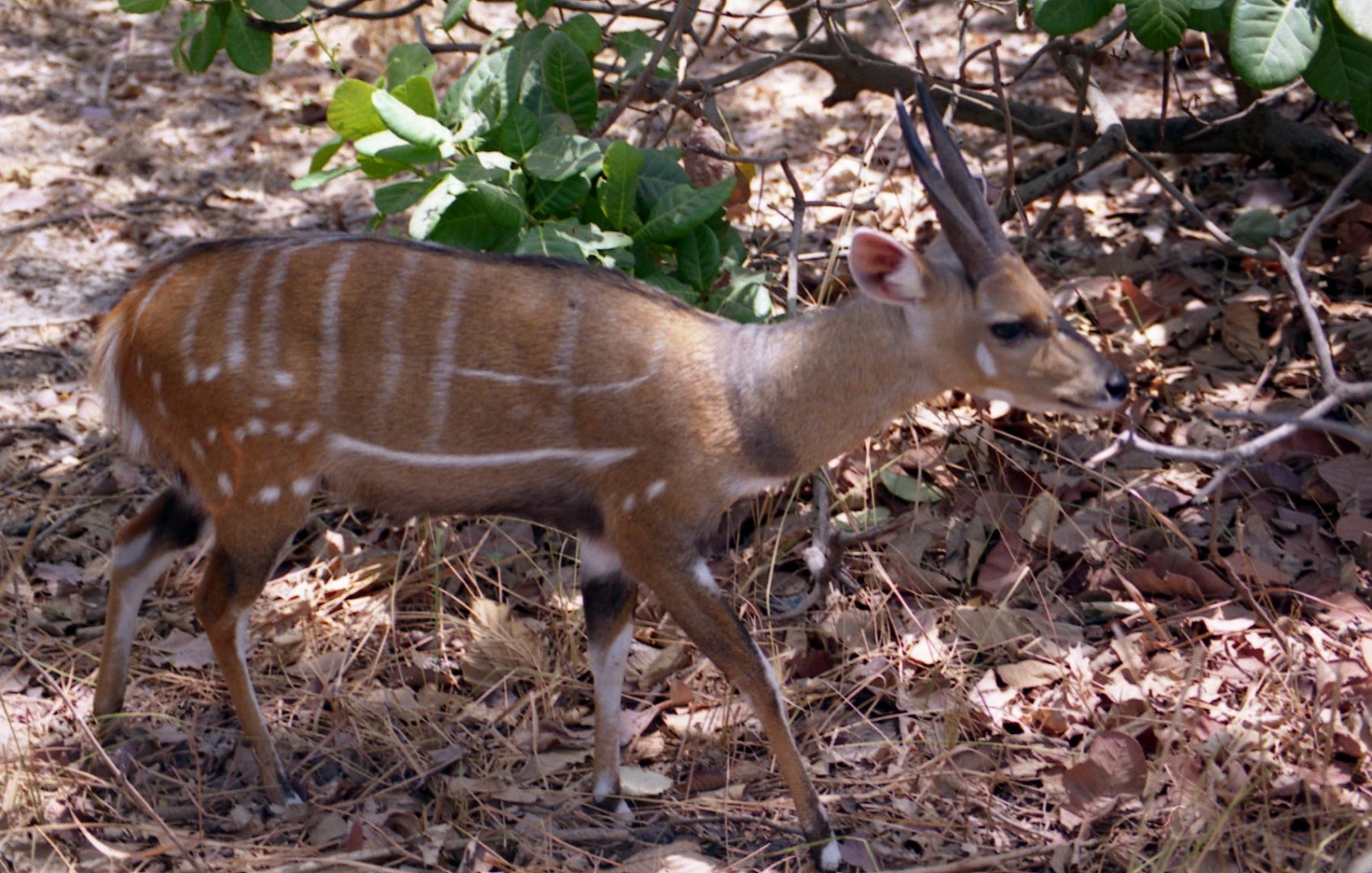 Bushbuck, Abuko Nature Reserve 1996