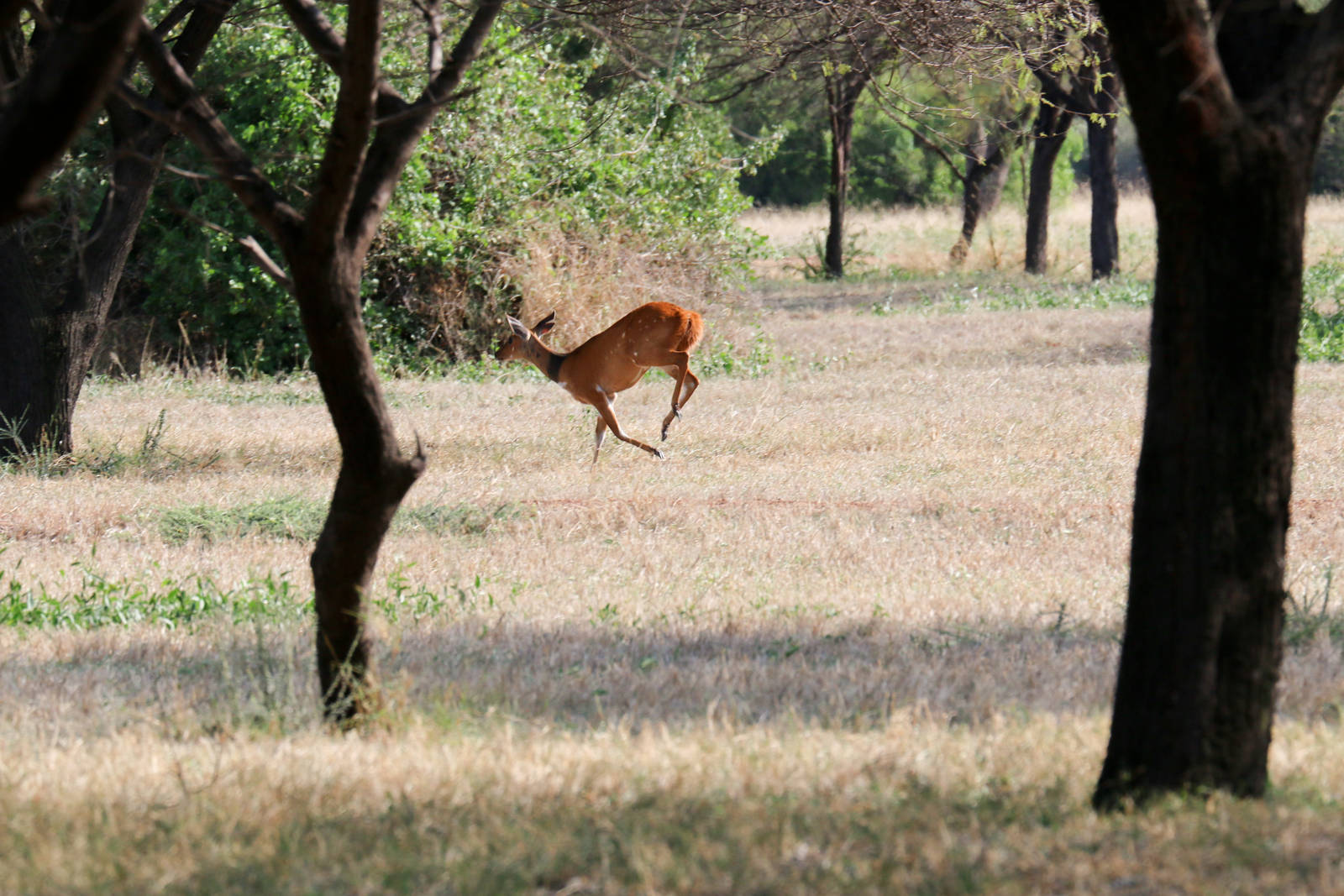 Bushbuck female