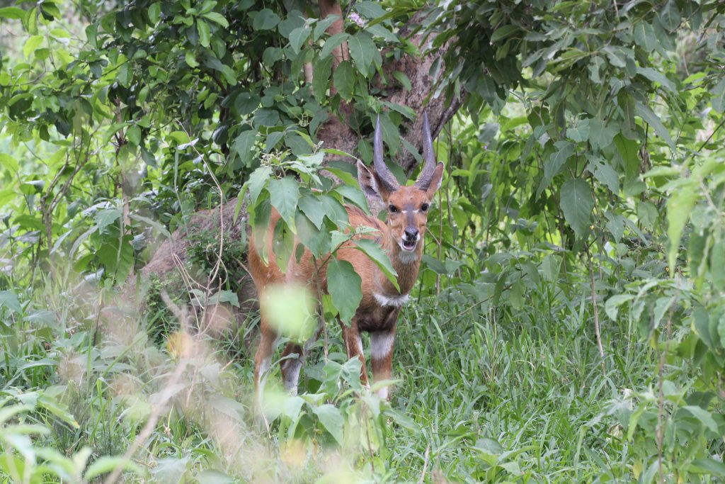 Bushbuck male