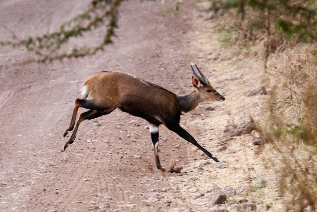 Bushbuck male