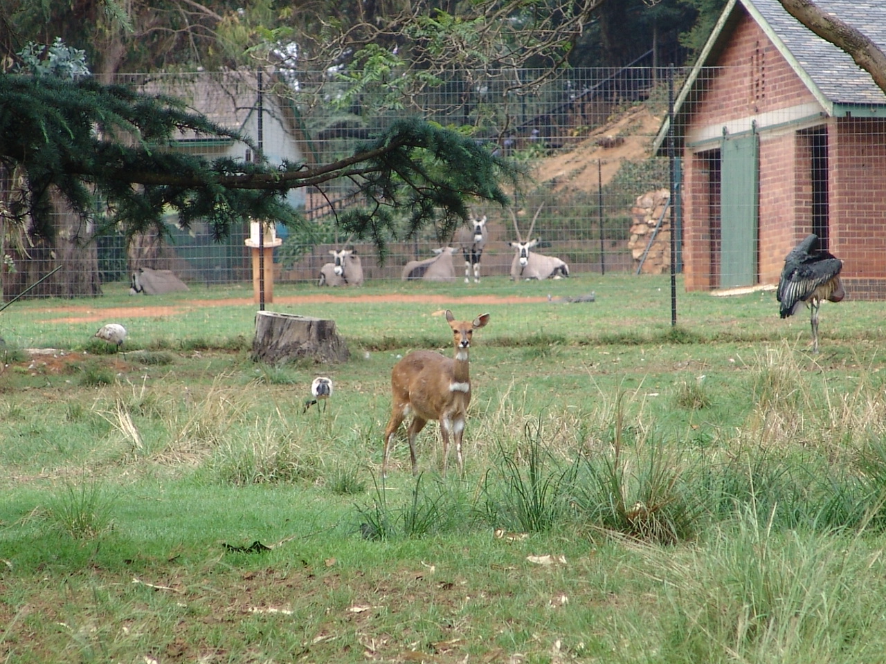 Bushbuck or Kéwel (Tragelaphus scriptus)