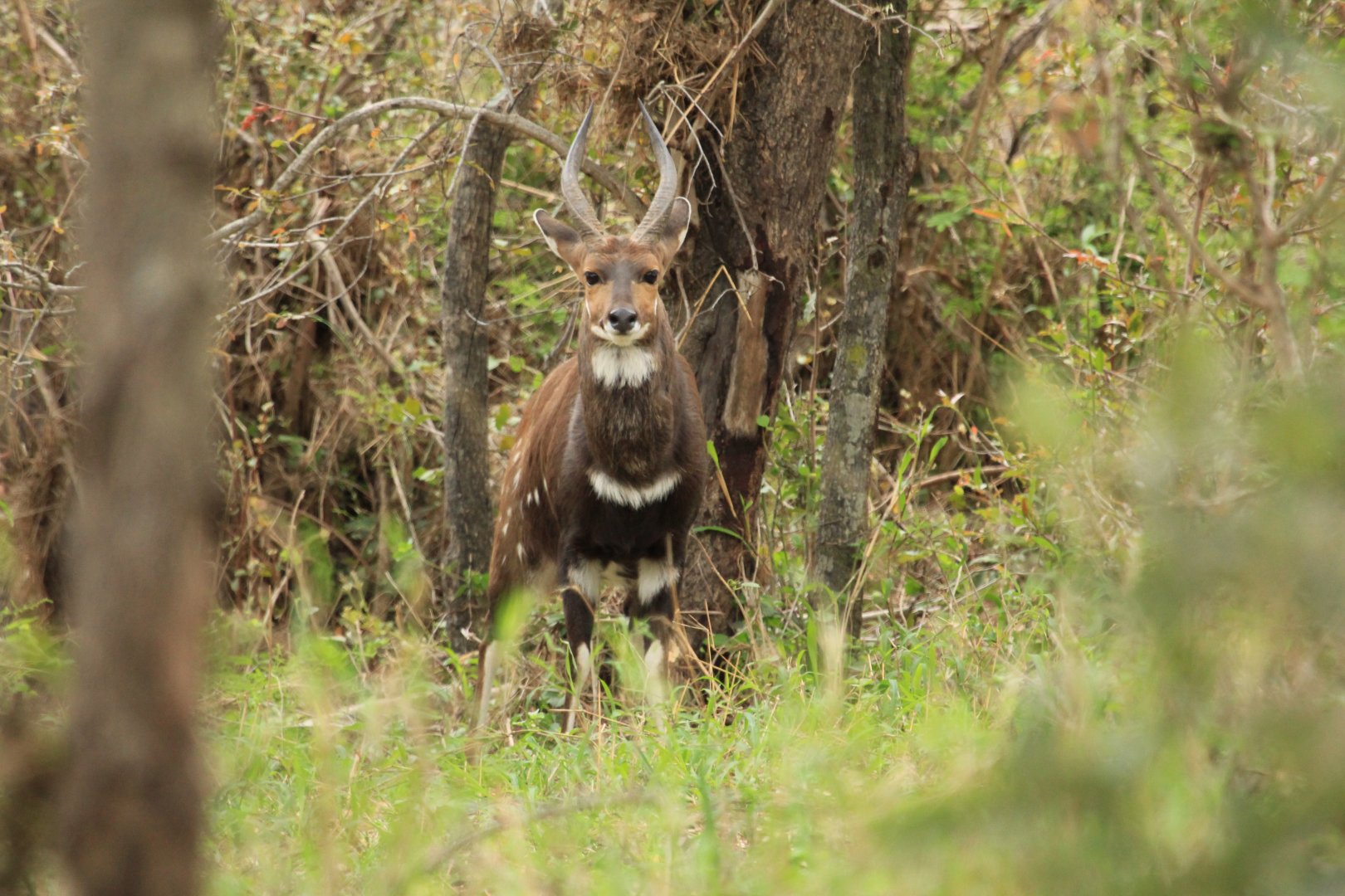 Bushbuck (September 2012)
