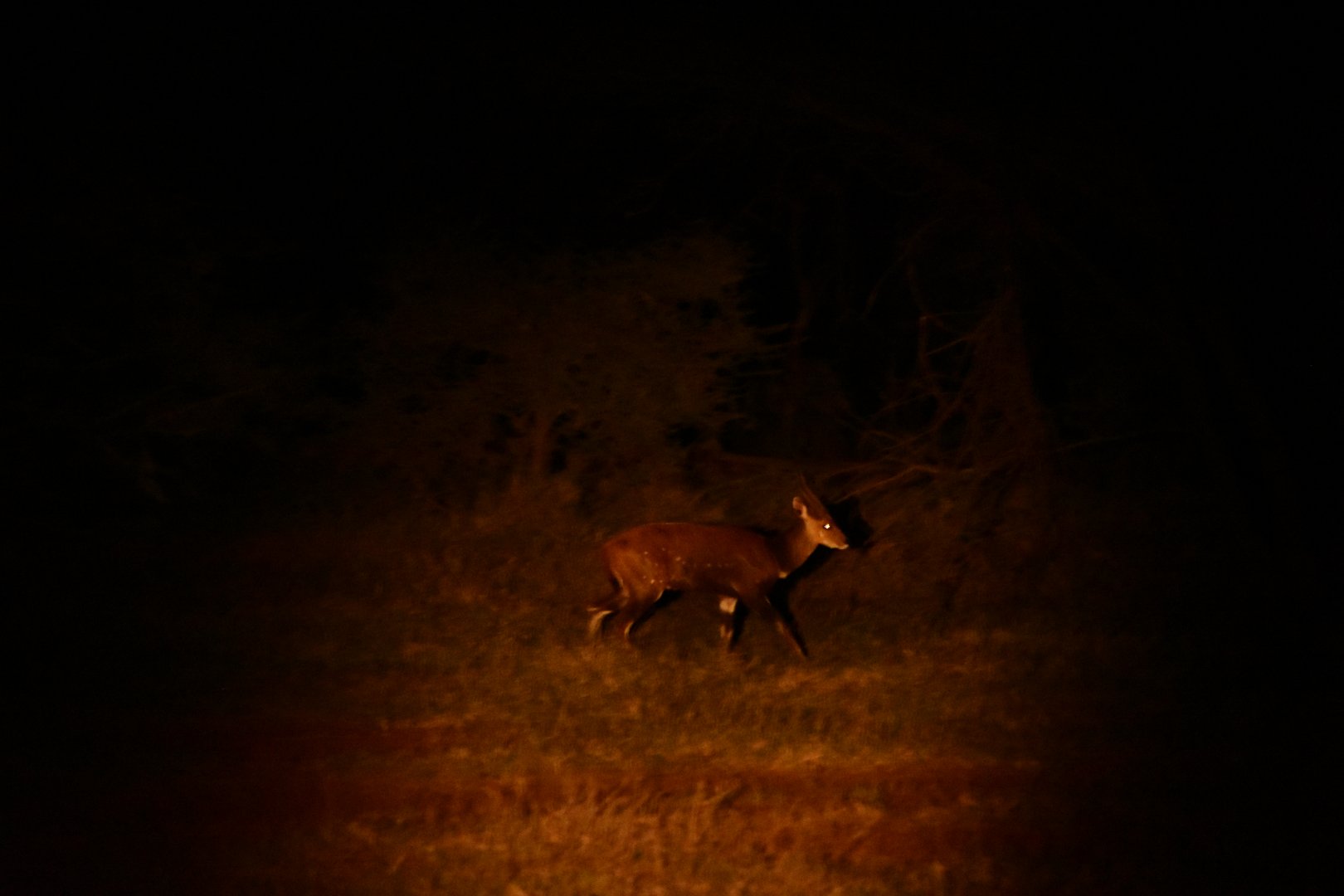 Bushbuck (Tragelaphus sylvaticus)
