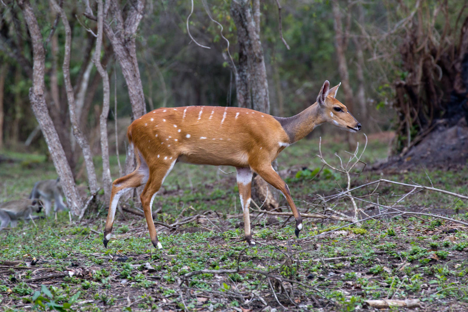 Bushbuck