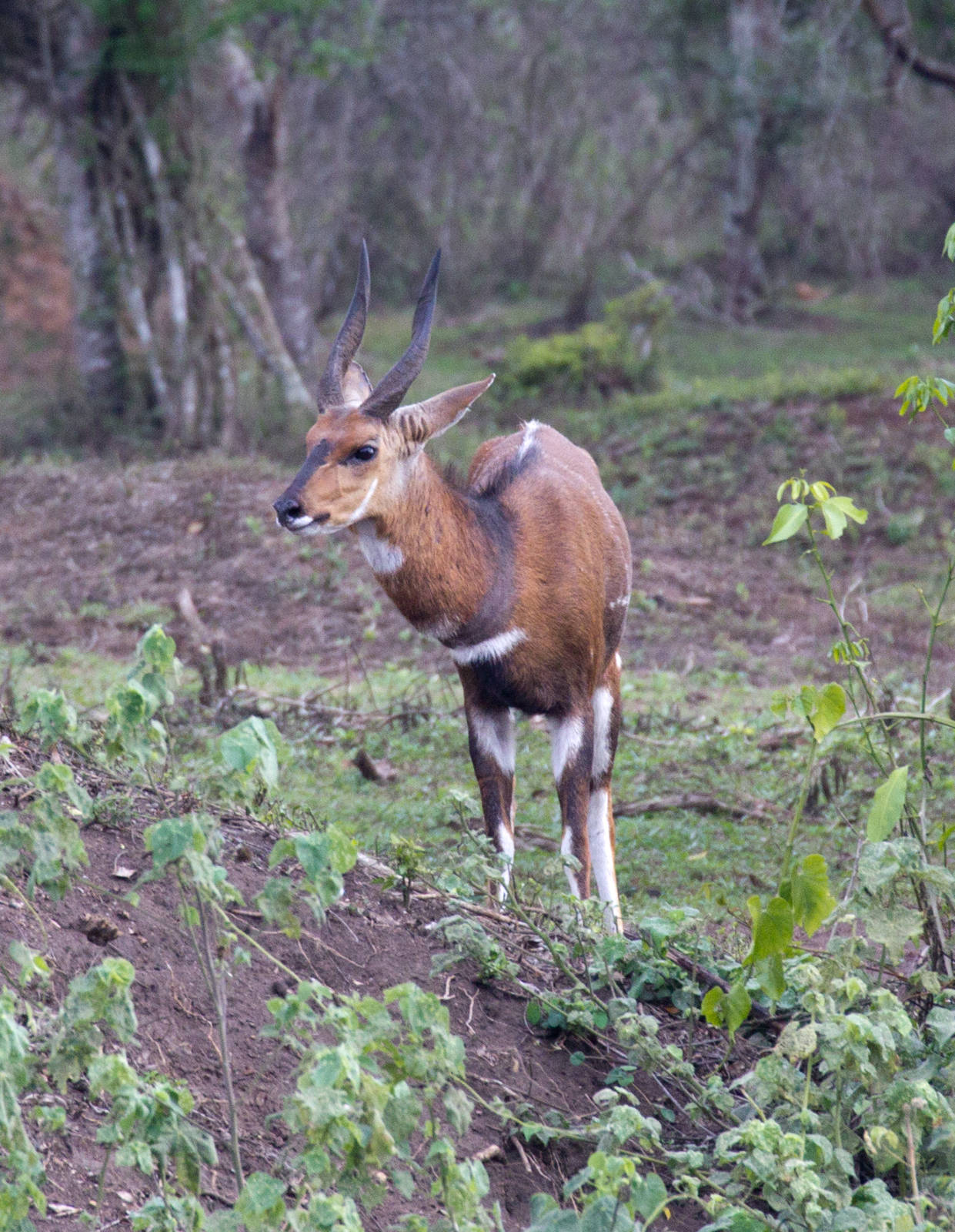 Bushbuck