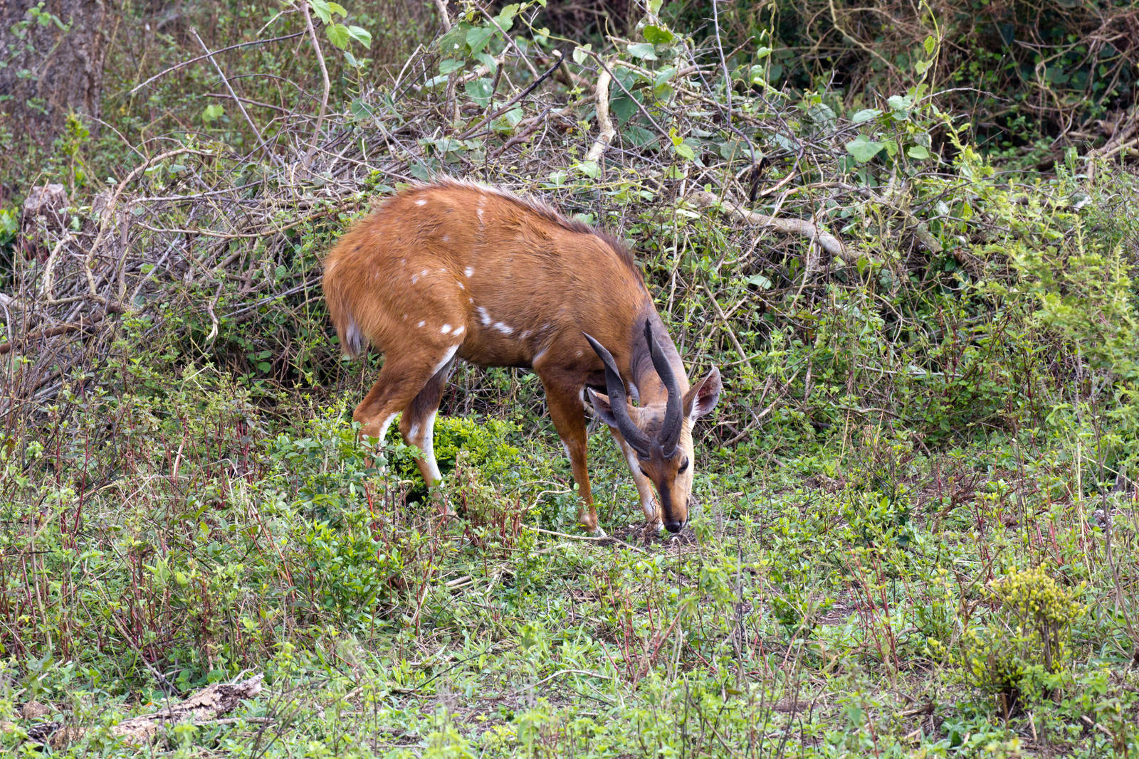 Bushbuck