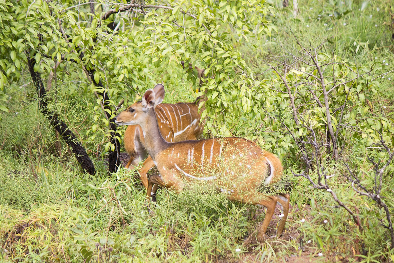 Bushbuck