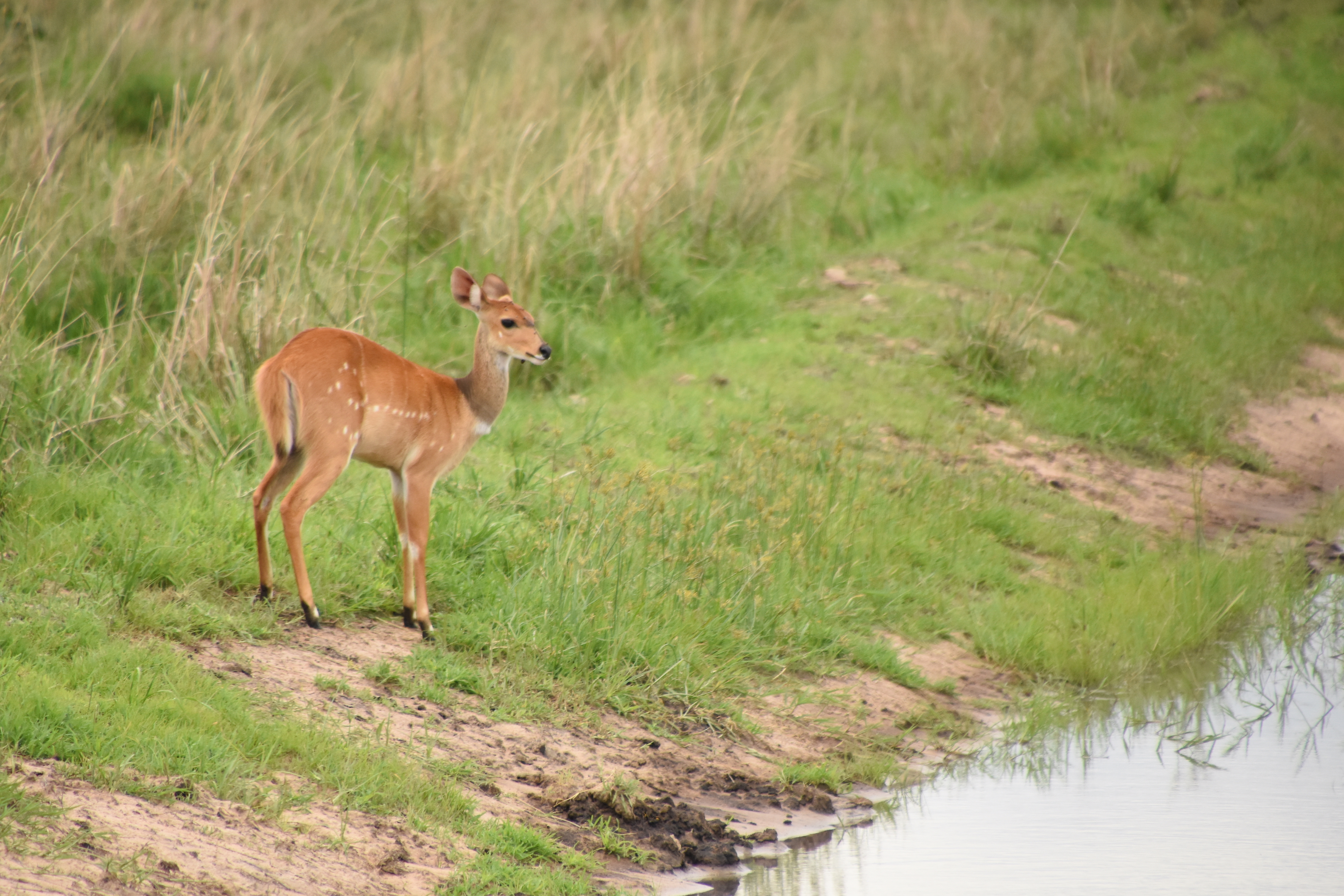 Bushbuck