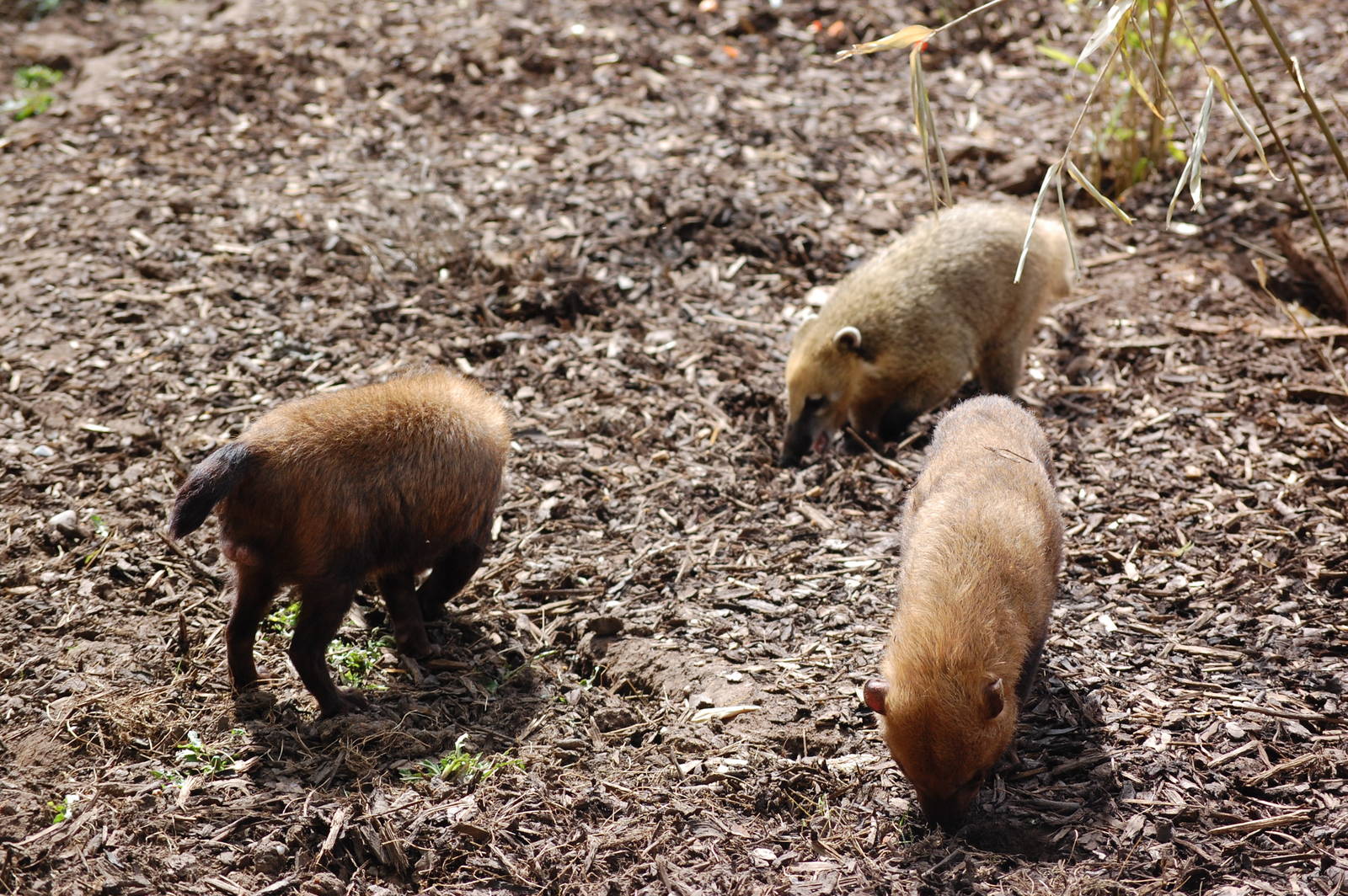 BushDog and Coati Mix