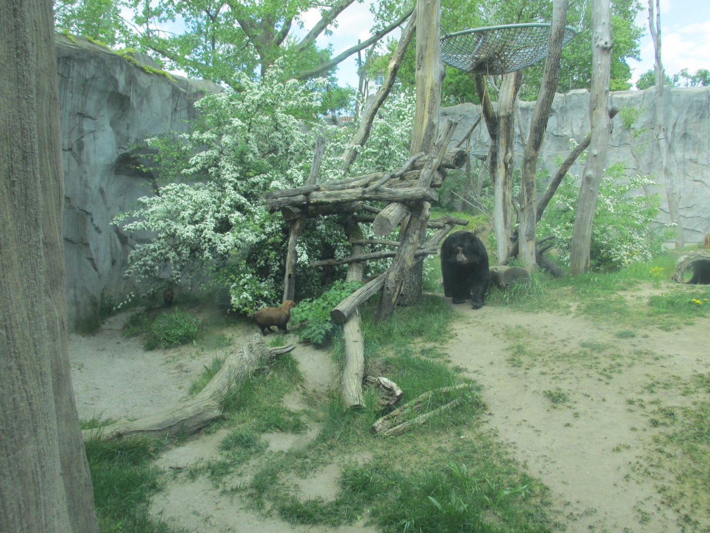 bushdog and spectacled bear