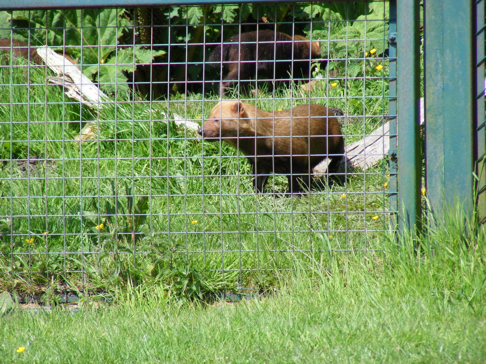 Bushdog at Port Lympne Wild Animal Park, 16 May 2009