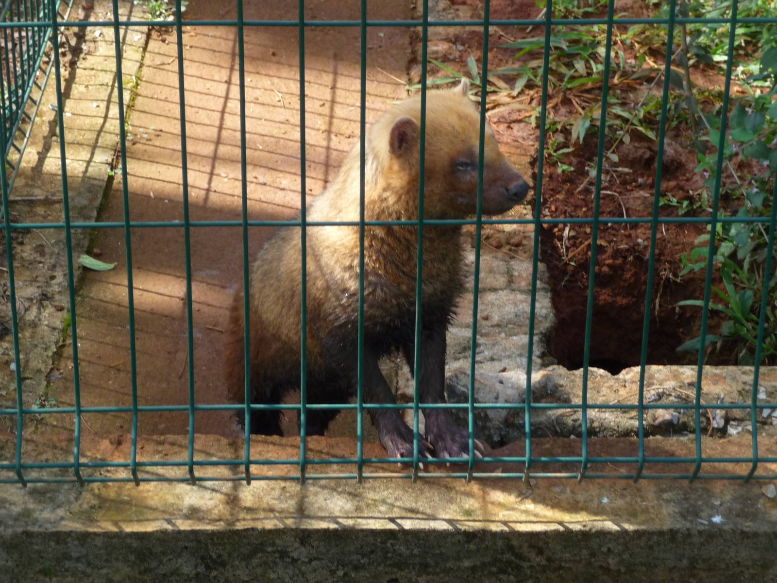 bushdog brasilia zoo