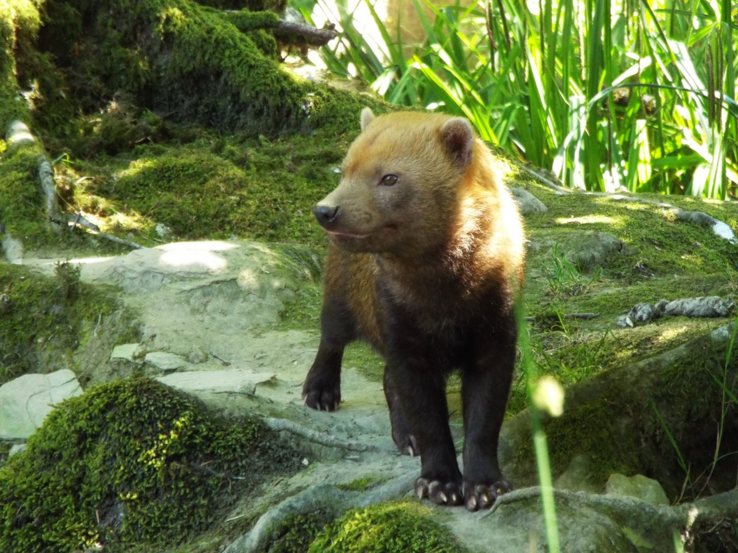Bushdog, Exmoor Zoo