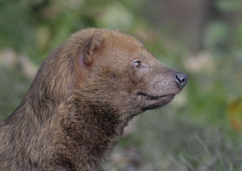 Bushdog profile