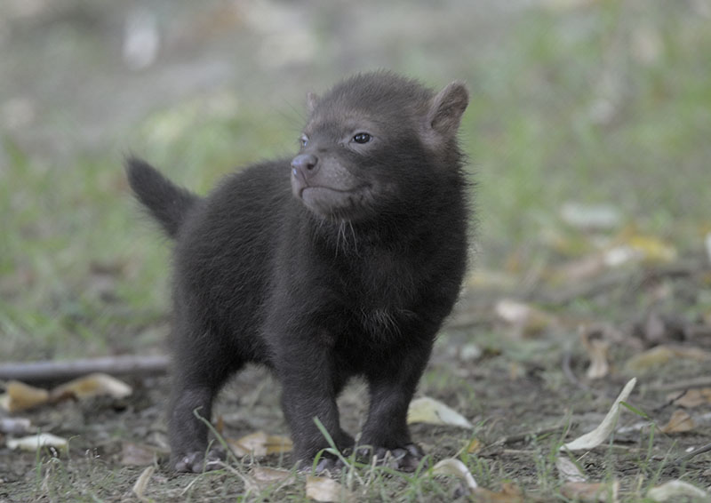 Bushdog pup in the open