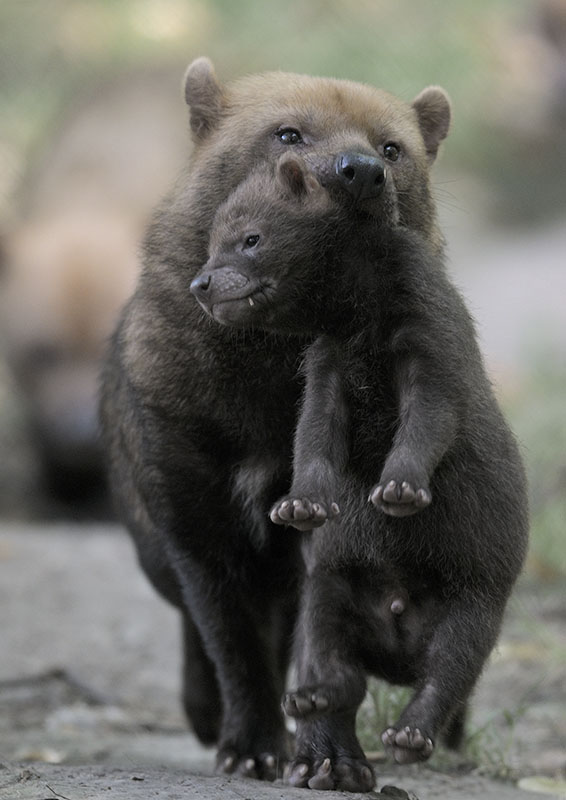 Bushdog pup management (2)
