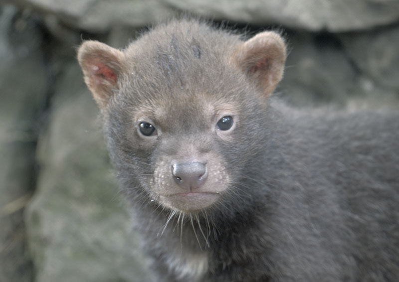 Bushdog pup outside the den