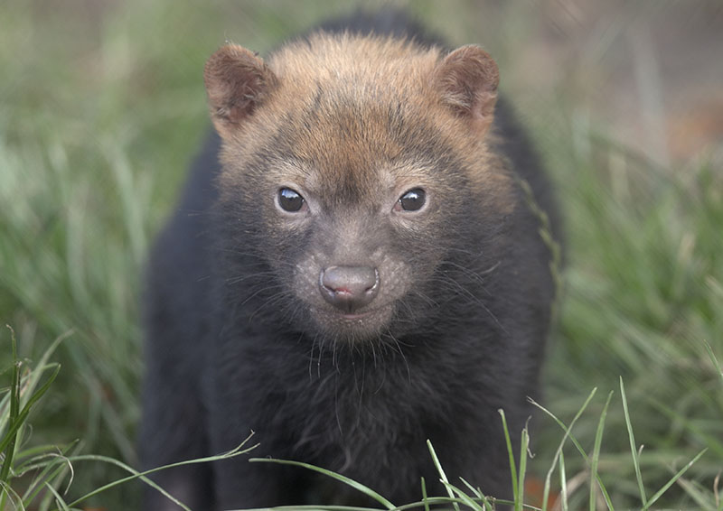 Bushdog pup