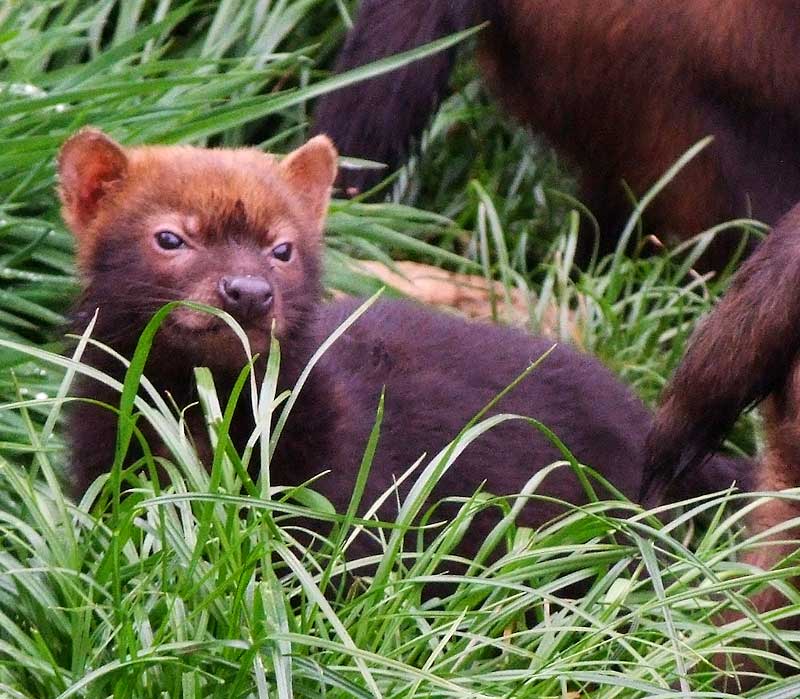 Bushdog Pups