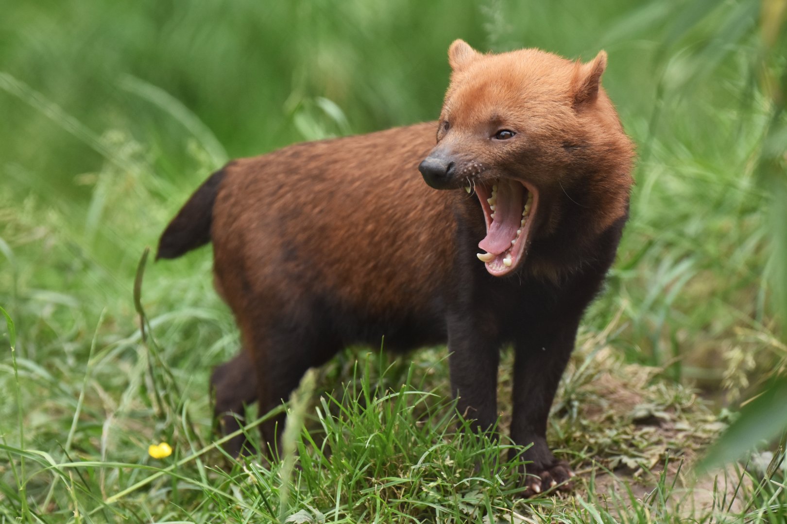 Bushdog (Speothos venaticus)