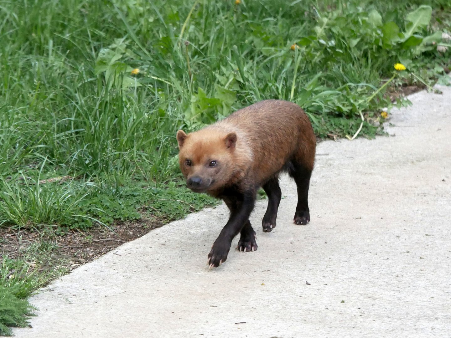 Bushdog (Speothos venaticus)