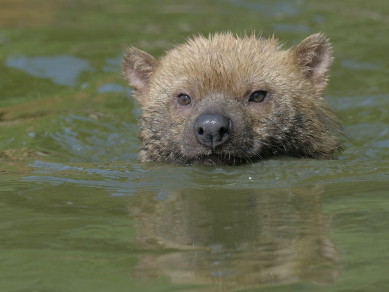 Bushdog swimming