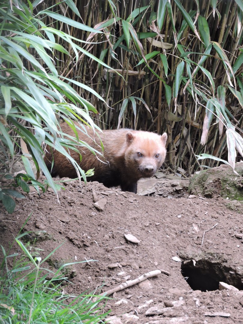 Bushdog with self excavated burrow