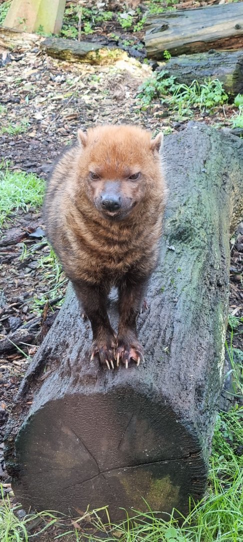 Bushdog